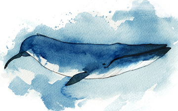 Blue whale