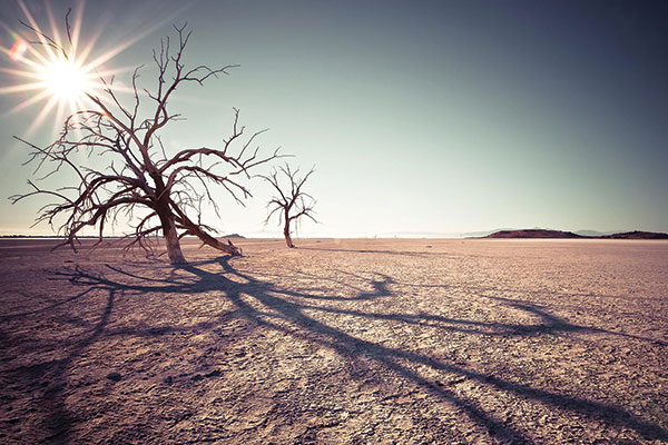 A dead tree. Photo by Michael Chen.