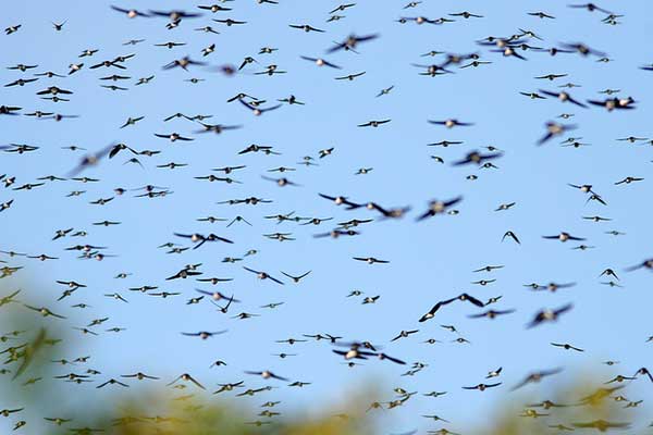 Swallows. Photo by Kenneth Cole Schneider/Flickr