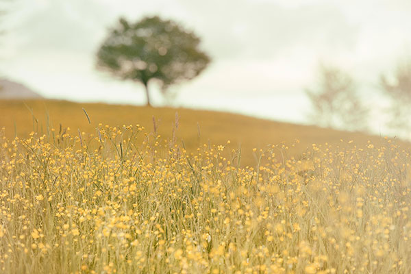 Field with flowers