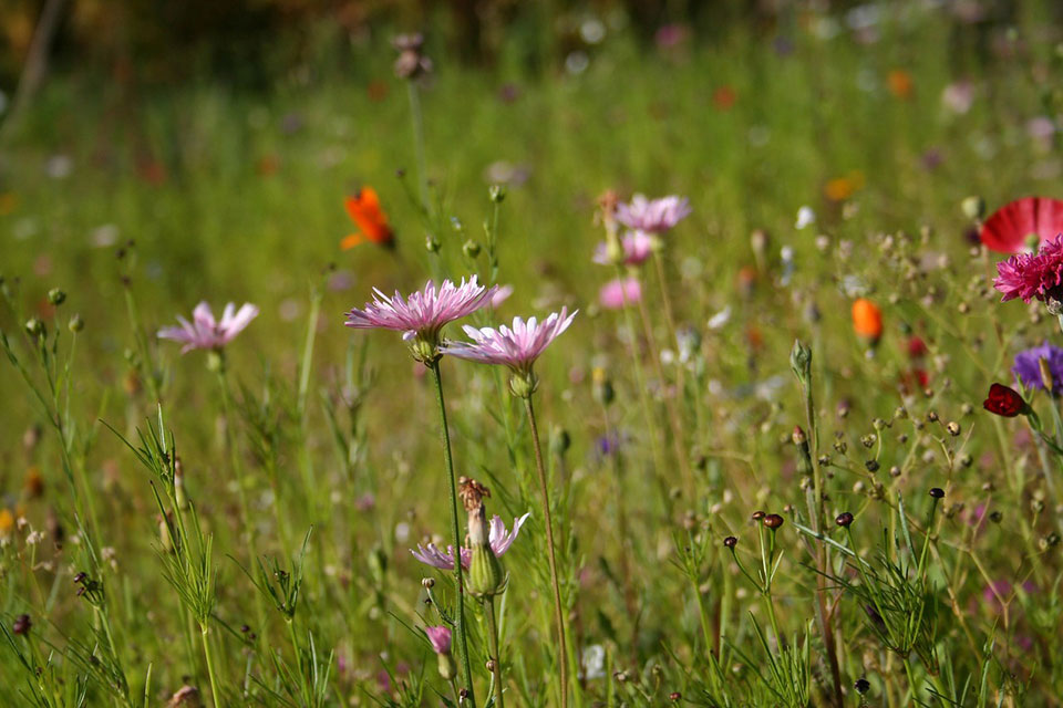 Wildflowers