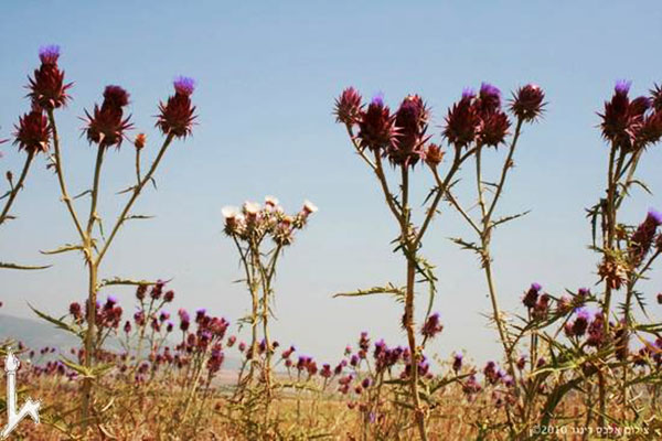 Alex Ringer, “Thistle-Garden (Cynara syriaca f. alba),” Jezreel Valley, Israel