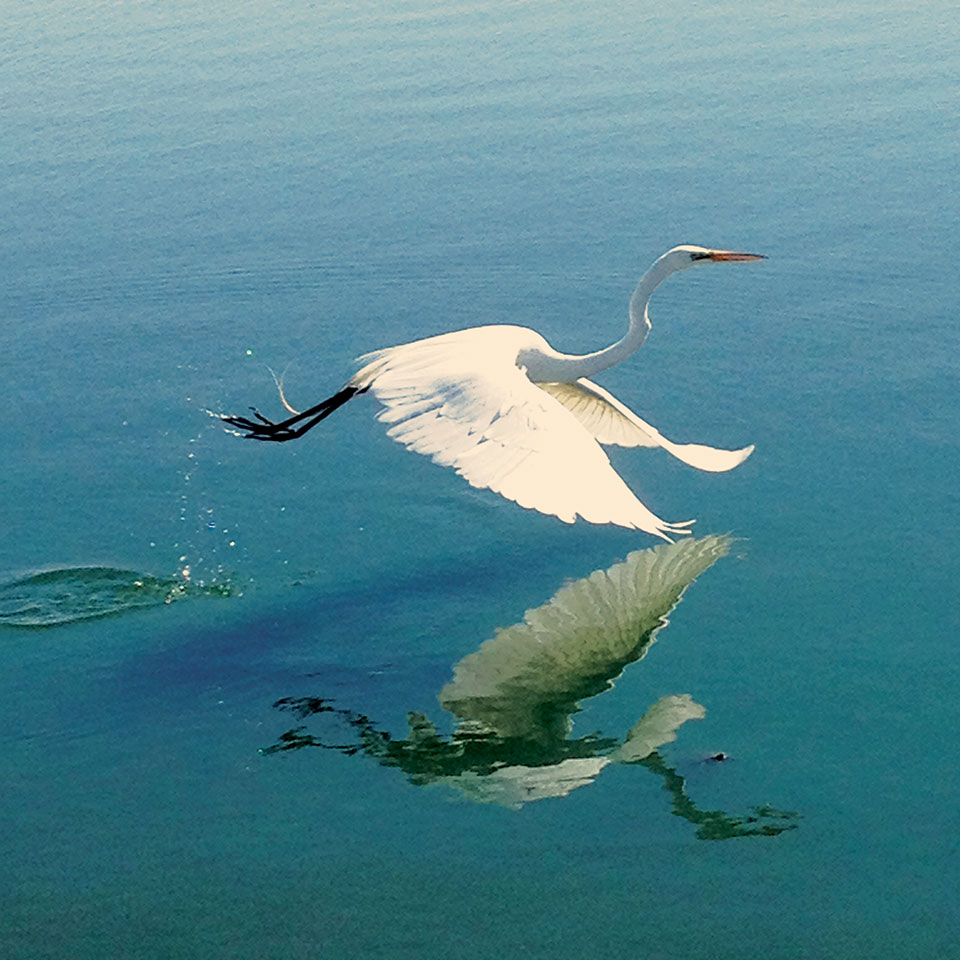 Egret flying over blue water with it's reflection beneath it