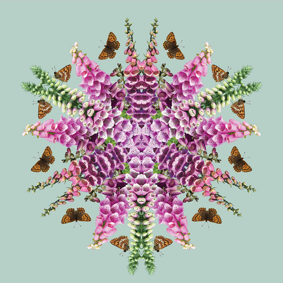 Foxglove design