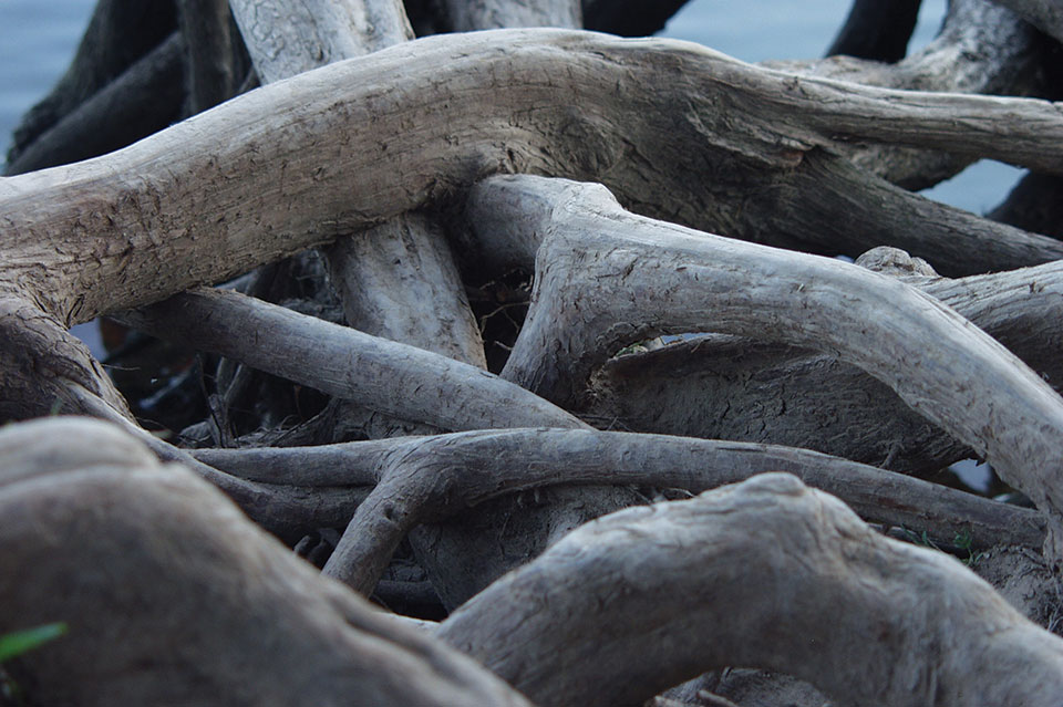 Overlapping tree roots. Photo: Kelly Deluded