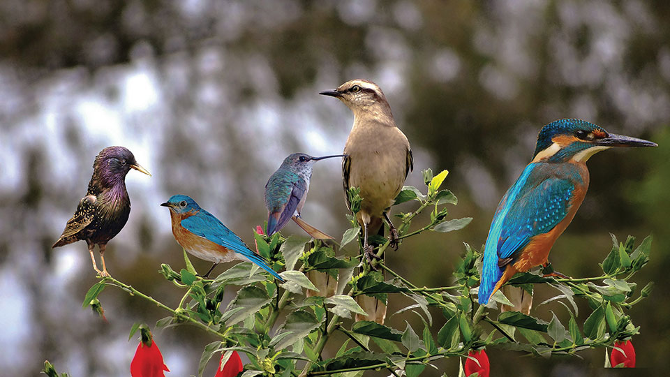 Five birds perched on a rose bush