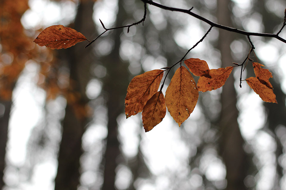 A closeup of browned leaves on a tree branch