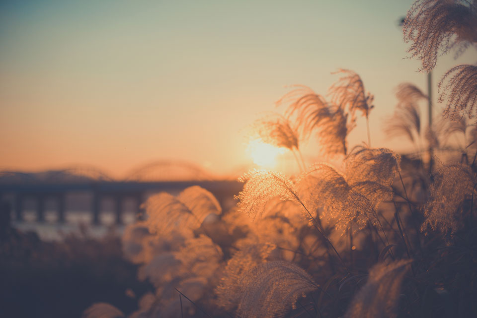 The sun shines through plants alongside the Han River