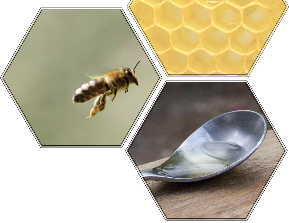 Images of a honey bee, a honey comb, and a spoon inside of hexagonal frames