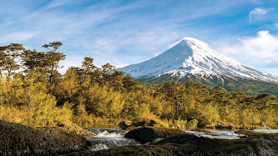 A brown-green forest with a snow-covered mountain in the distance