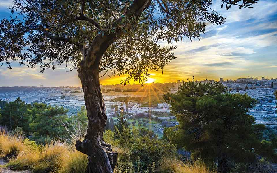 A photograph of a city in the distance beneath a rising sun. A tree dominates the foreground