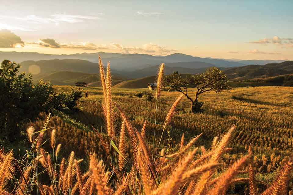 A photograph of downward rolling hills, planted in rice. A cluster of rice heads peek up from the bottom of the frame in the foreground