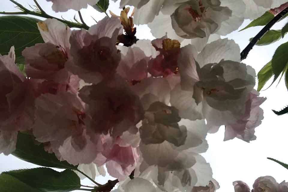 A photograph of white and pink tree flowers, shot from below