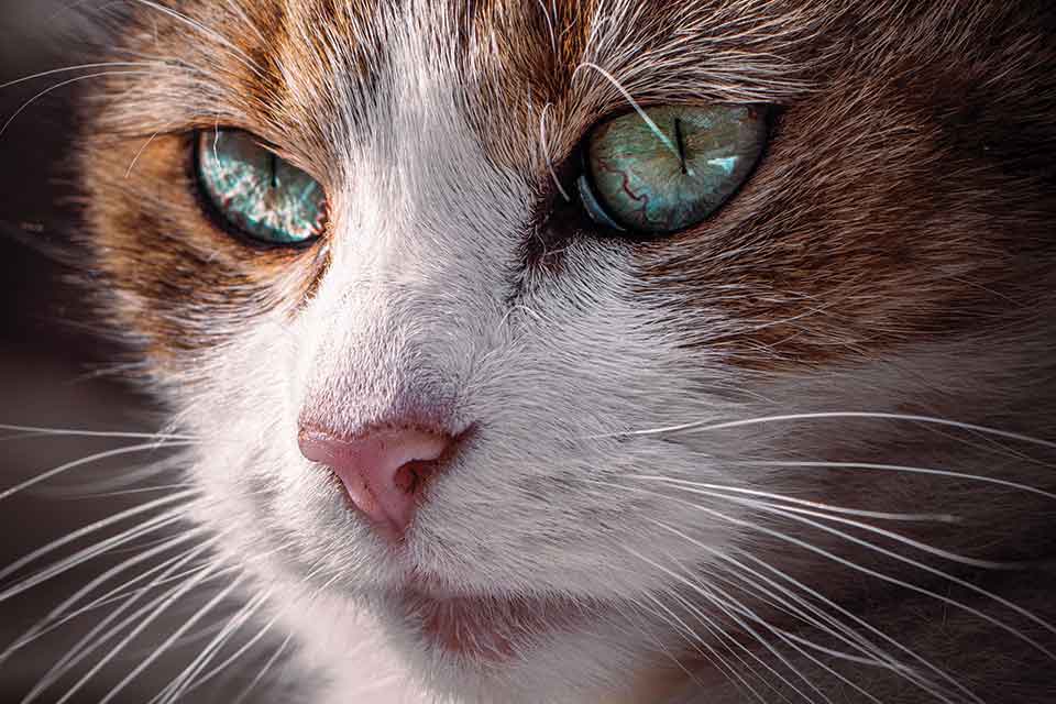 A close-up photograph of a cat's face