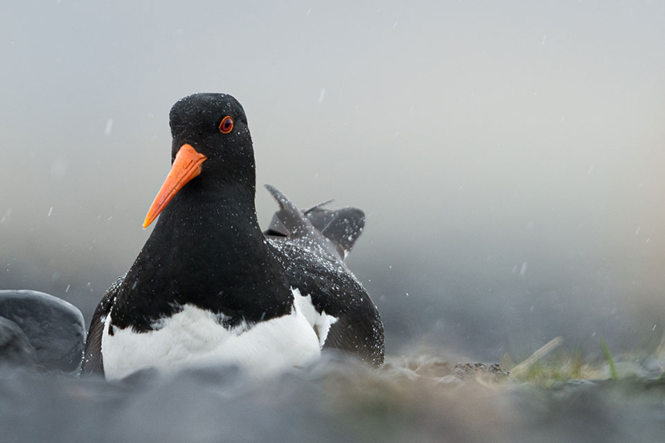 A photograph of an oystercatcher bird nesting