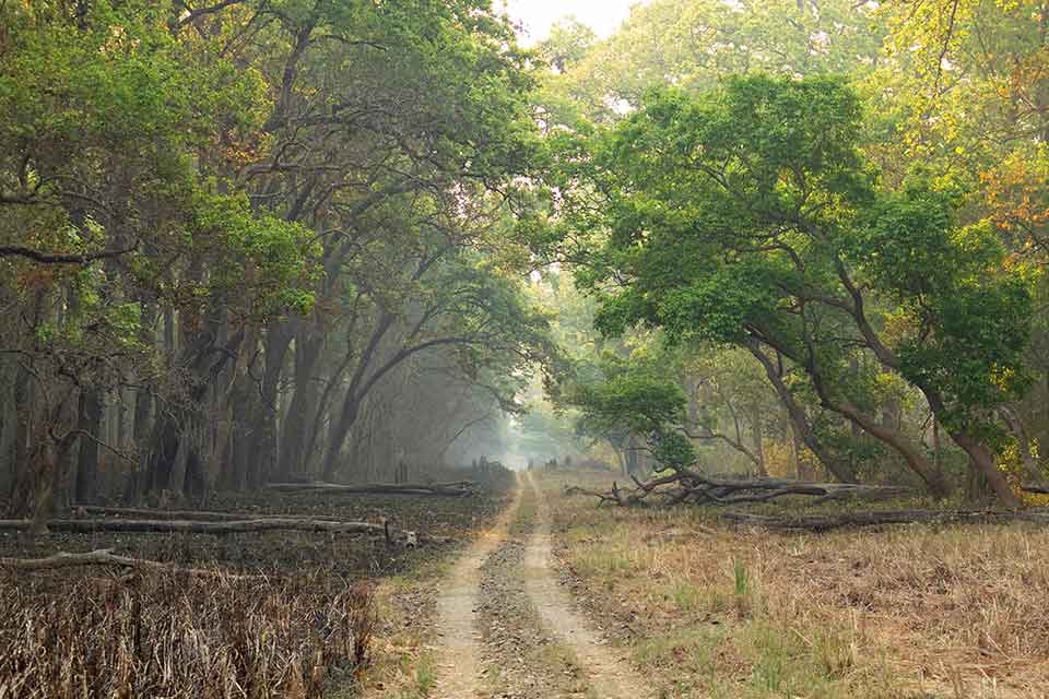 A photograph of a path carved through a grove of trees