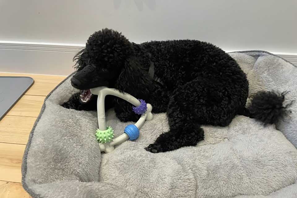 A photograph of a dog chewing on a toy while laying on a large dog bed