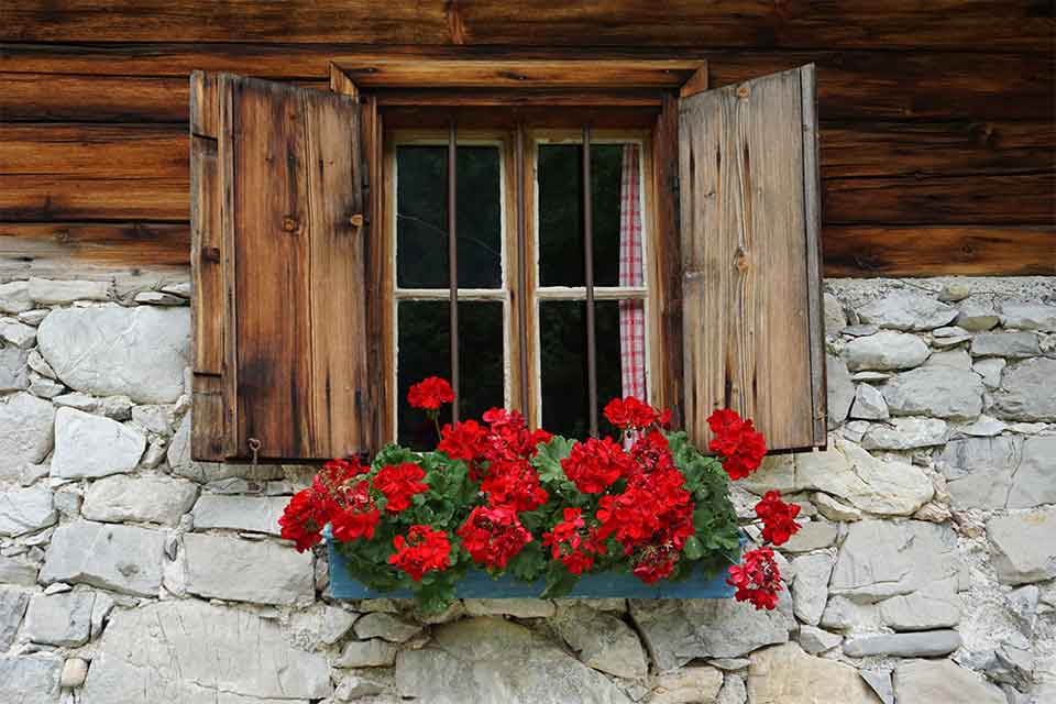 A photograph of a window box with roses spilling out of it