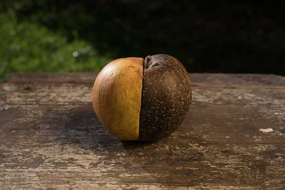 A photograph of a half rotted apple sitting on a table.