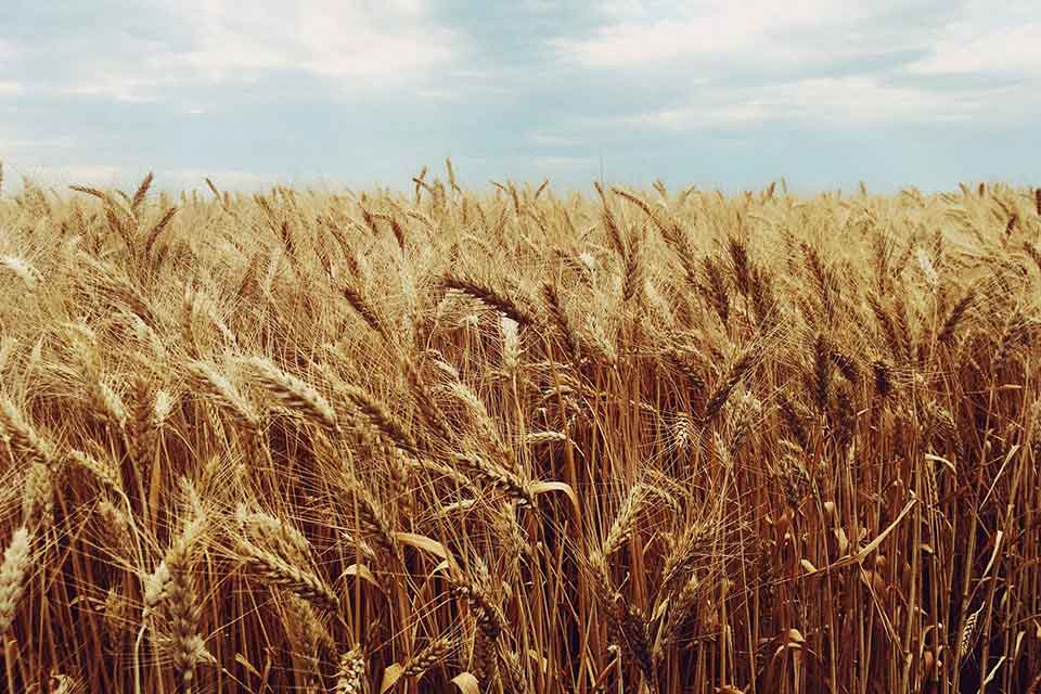 A photograph of mature plants in a wheat field, under a cloud-dotted blue sky