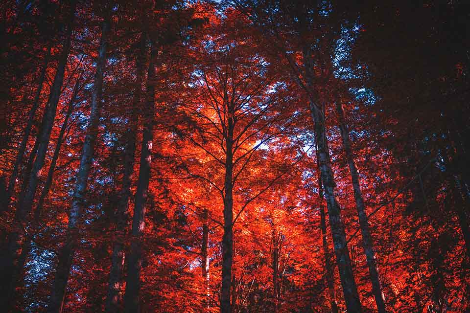 A photograph of a forest with the sun just barely coming through the canopy