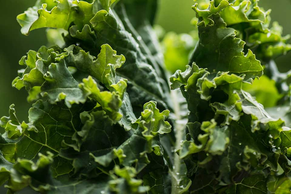 A closeup photograph of a head of kale