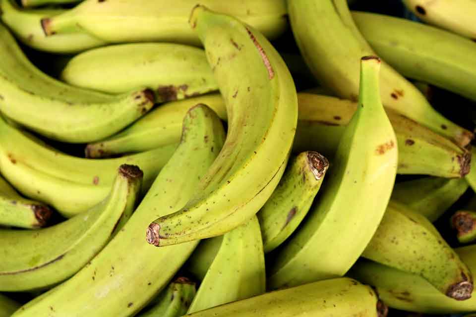 A photographic close-up of nearly ripe bananas