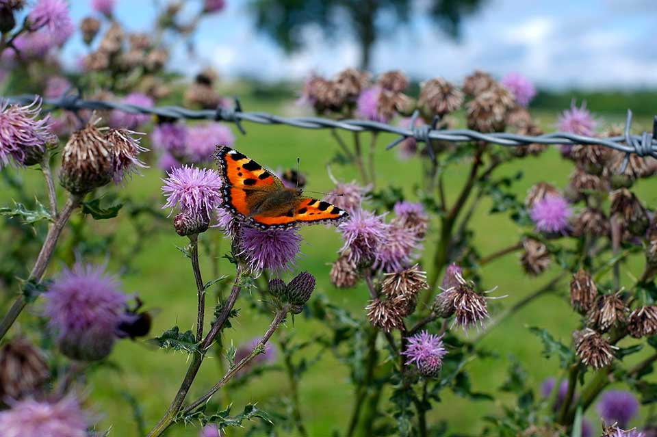 A photograph of a butterfly hovering over a flowering plant. The plant has grown up in a barbed wire fence