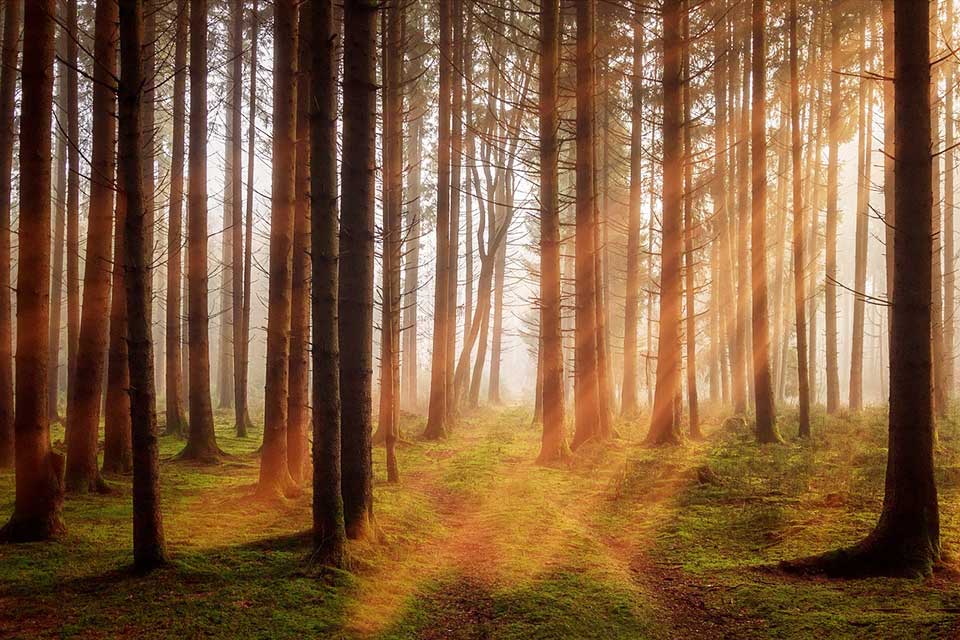 A grove of trees, with the setting sun shining in from the right