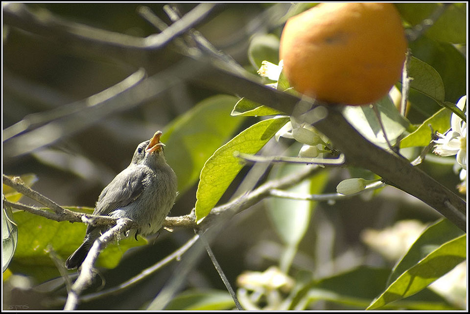 A small bird perches in an orange tree