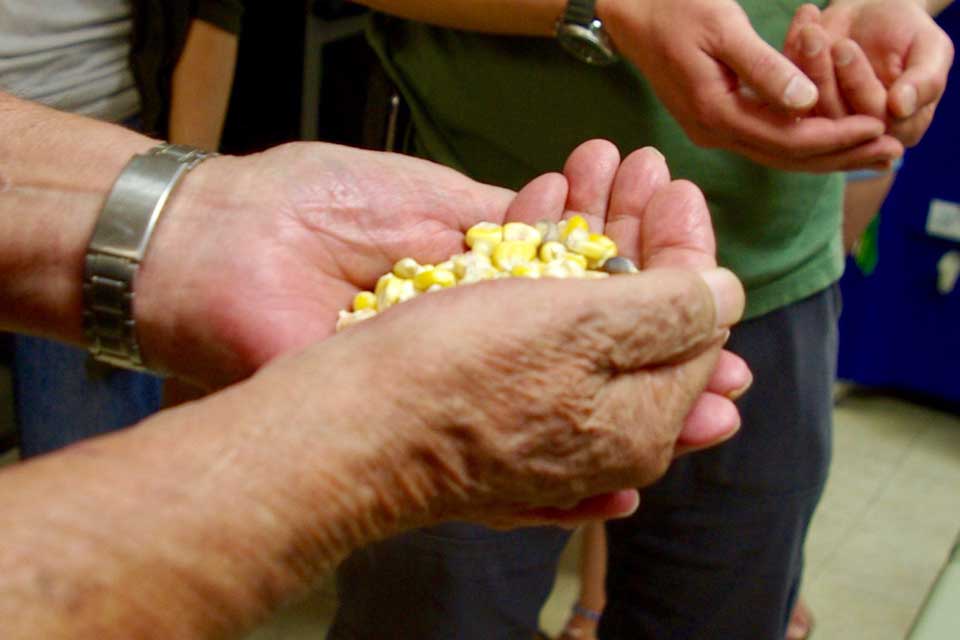 A pair of weathered hands cupping corn grains