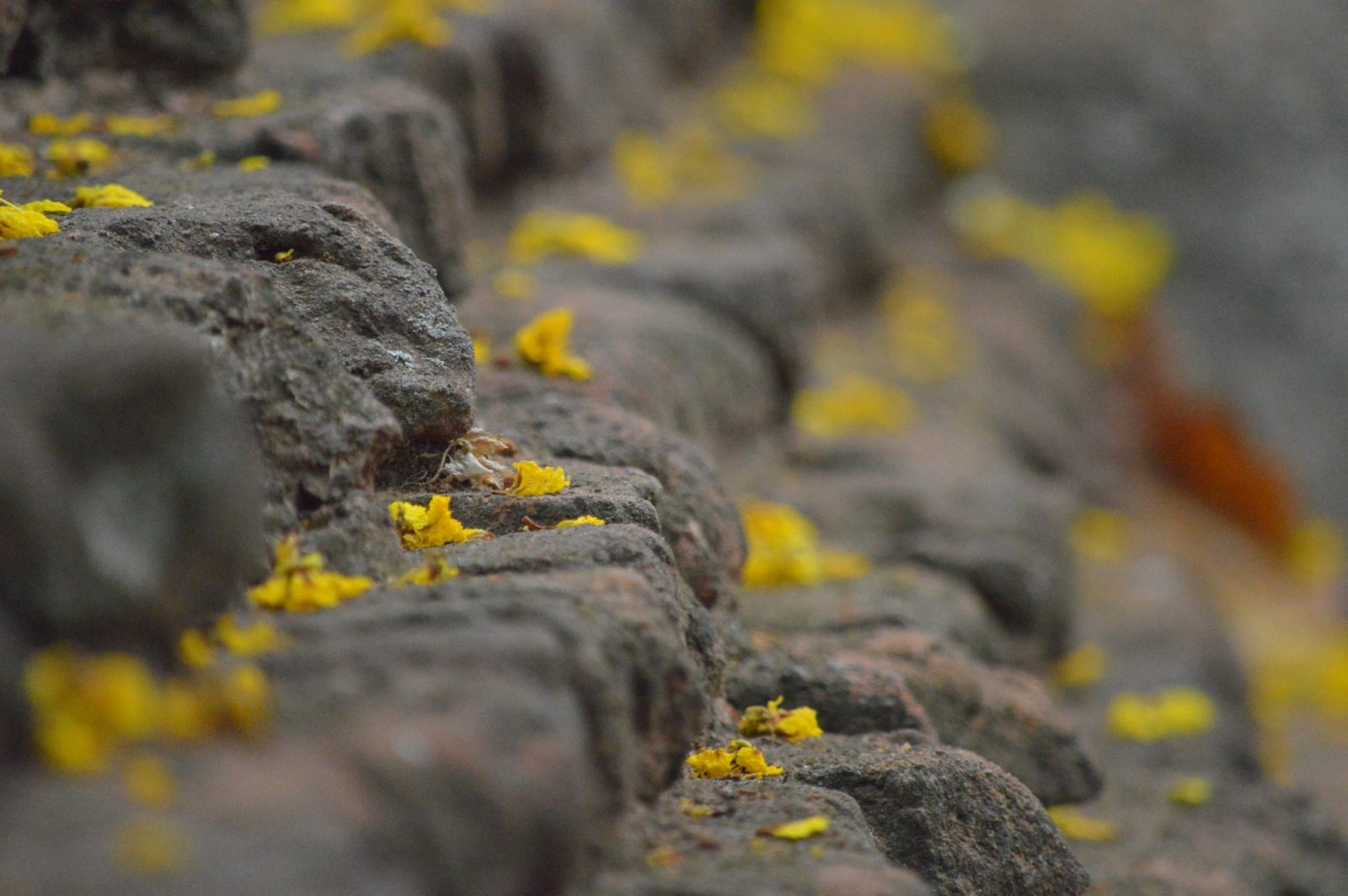 A close up photograph of stone steps, covered in yellow lichen