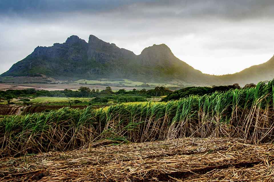 A photograph with a grassland in the foreground with a mountain rising up in the distance