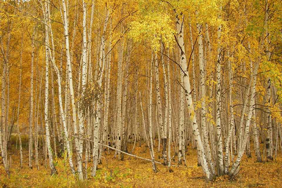 A stand of thin trees covered in yellow leaves