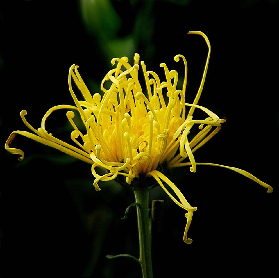 Jack Wolf, “Yellow spider mum,” 2009