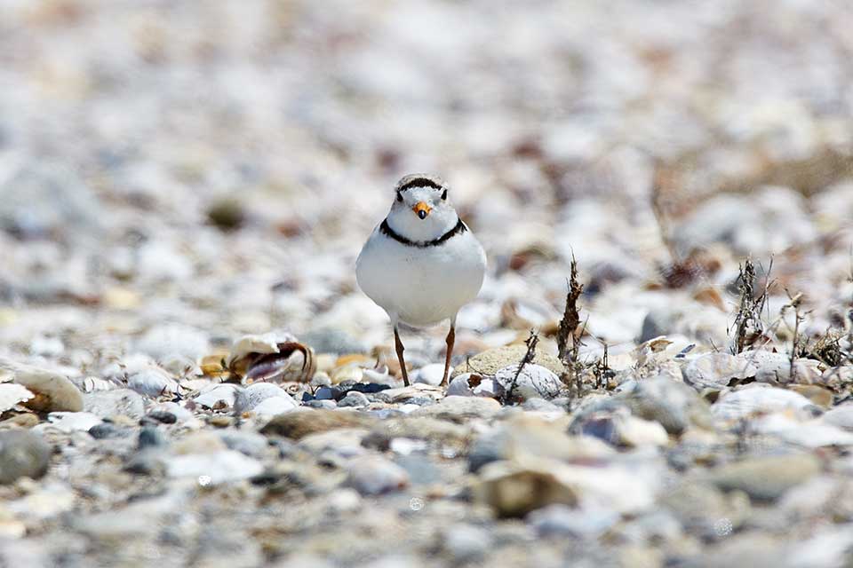 A bird standing on a pebble beach looking directly at the viewer