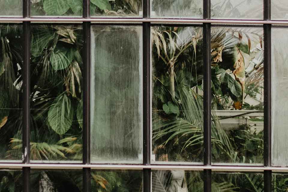 A photograph of plants seen through a bay of small windows. One window is fogged up