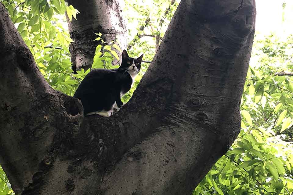 A black and white cat pauses in the junction of two large branches of a tree, looking back anxiously at its owner