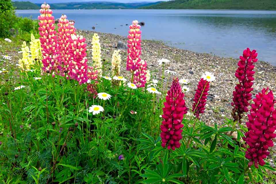 A clutch of red flowers rising up out of green foliage on the edge of a lake