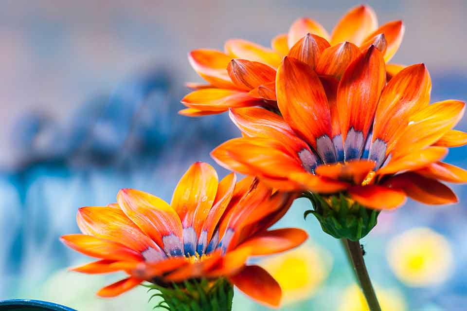 A close-up photograph of two orange flowers with lavender pollen tubes