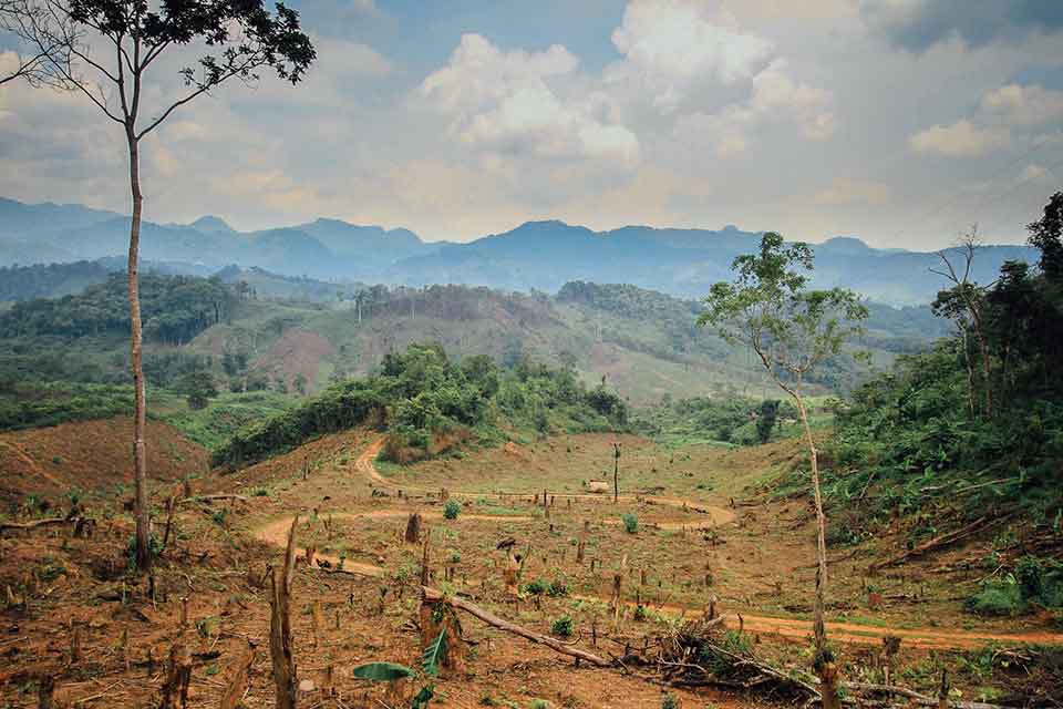 A photograph of a recently clear-cut forest with a solitary tree left standing toward the left edge of the frame