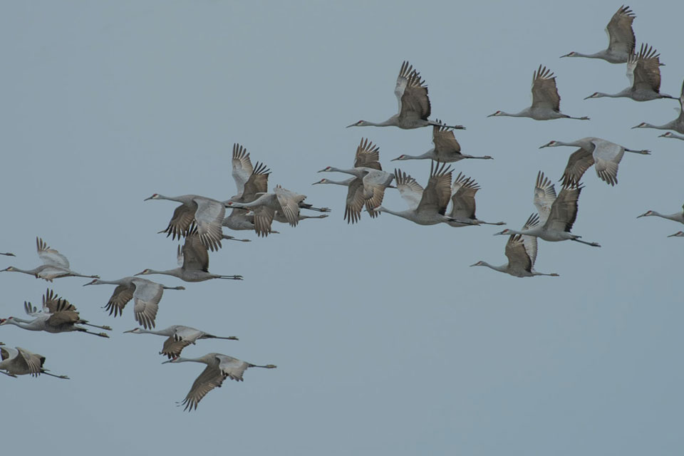 A photograph of cranes flying