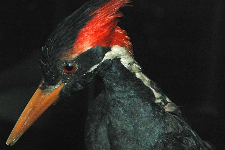 A photograph of an ivory-billed woodpecker