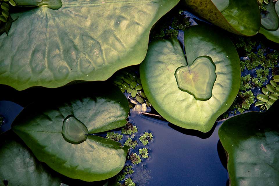 Water lilies floating on the surface of blue water