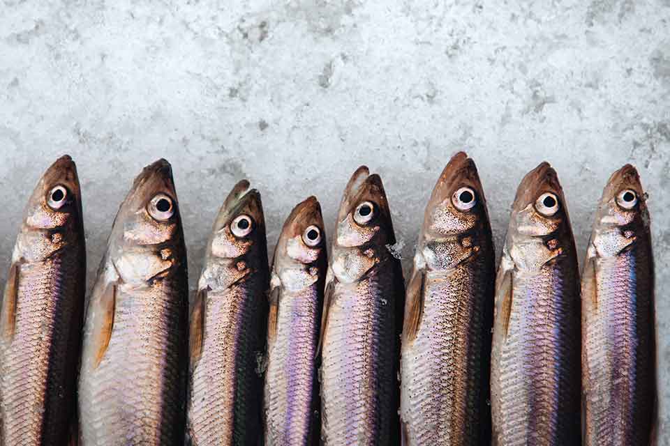 A photograph of a row of sardines laying mouth agape on a bed of ice