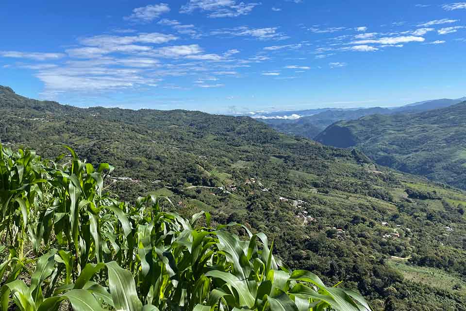 A photograph from inside of a corn field looking off into the distance, down the mountain under a bright blue sky