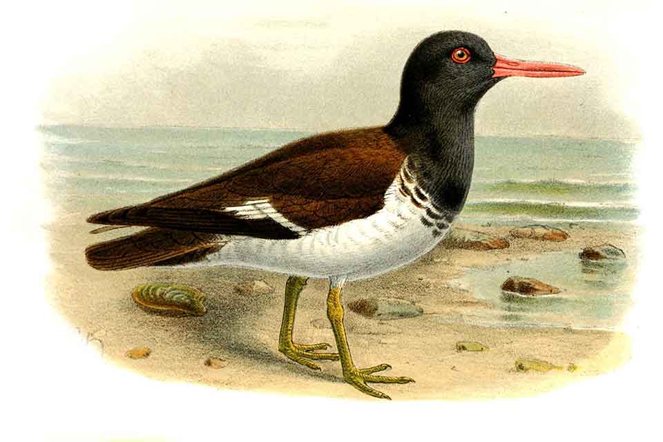 An illustration of an oystercatcher