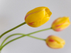 Yellow Tulips