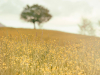 Field with flowers