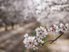 A close-up photograph of tree flowers